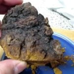 Superfood Chaga Mushroom-How to Make Chaga Coffee and Health Benefits