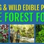 Hiking and Finding Wild Edible Plants – Free Forest Food!