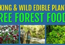 Hiking and Finding Wild Edible Plants – Free Forest Food!