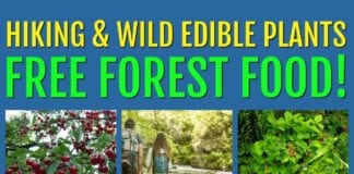 Hiking and Finding Wild Edible Plants – Free Forest Food!
