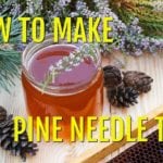 White Pine Needle Tea-How to Identify and Make Pine Needle Tea