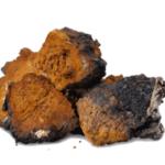 Amazing Health Benefits of Chaga Mushroom!