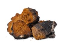 Amazing Health Benefits of Chaga Mushroom!